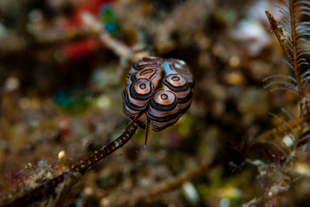 istock Donut Nudibranch Doto greenamyeri 1489580801