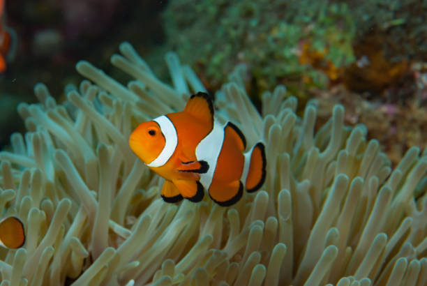 istock Western Anemonefish Amphiprion ocellaris 1489580808