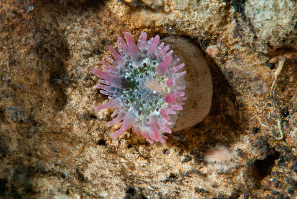 istock Club-tip Sea Anemones Genus Telmatactis 1489580827