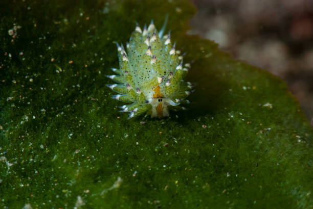 istock Costasiella kuroshimae 1489580903