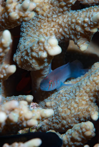 istock Five-lined coral goby Gobiodon quinquestrigatus 1489581043