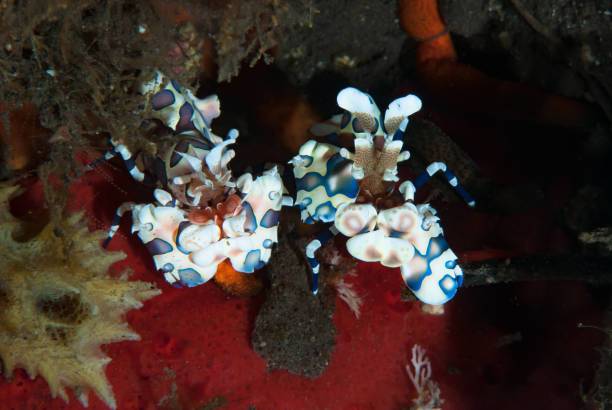 istock Harlequin Shrimp Hymenocera elegans 1489581047