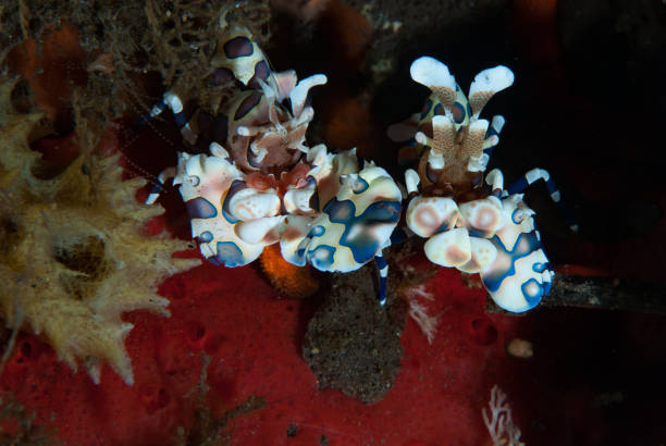 istock Harlequin Shrimp Hymenocera elegans 1489581049