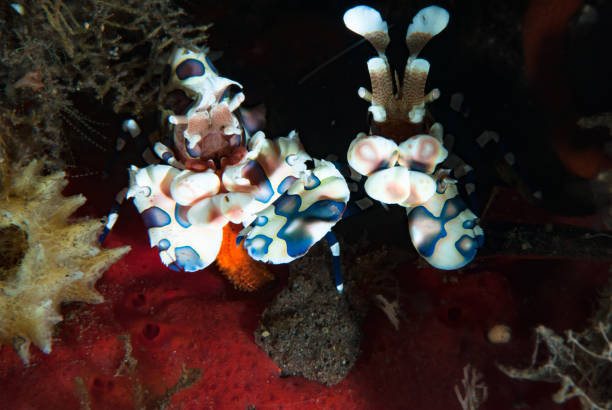 istock Harlequin Shrimp Hymenocera elegans 1489581059