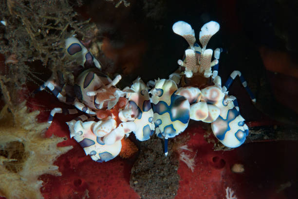 istock Harlequin Shrimp Hymenocera elegans 1489581060