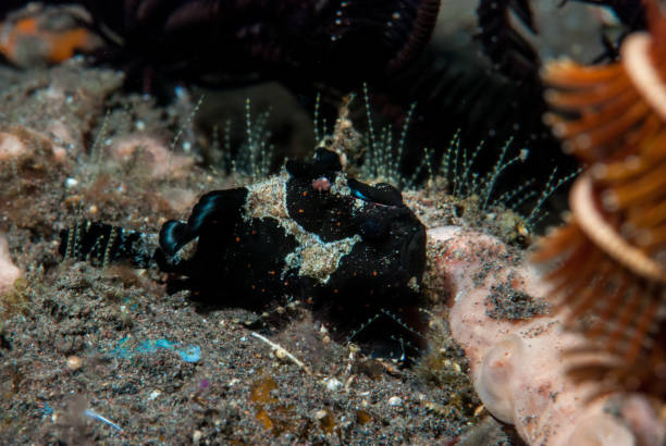 istock Warty Frogfish Antennarius maculatus 1489581089