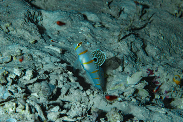 Gold-barred Shrimp Goby (Amblyeleotris randalli) In the image, a Gold-barred Shrimp Goby (Amblyeleotris randalli) is seen resting at the entrance of its burrow. The fish has a slender body with yellow and black stripes, and its distinctive gold bar gives it its name. The burrow is shared with a snapping shrimp, with whom the fish has a symbiotic relationship. The shrimp provides protection and maintenance of the burrow, while the fish acts as a lookout for potential threats. Other species of fish and invertebrates can be seen in the background, showcasing the diverse ecosystem of the coral reef shrimp goby stock pictures, royalty-free photos & images