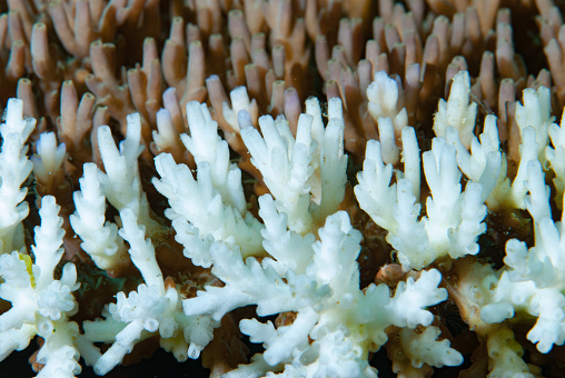 Coral bleaching occurs when corals expel their symbiotic algae, known as zooxanthellae, due to stress caused by factors such as high water temperatures, pollution, or ocean acidification. This leads to the corals losing their vibrant colors and becoming pale or white. Without the zooxanthellae, the corals are more vulnerable to disease and may ultimately die. Coral bleaching is a major concern for coral reefs around the world, as it can have a devastating impact on the entire marine ecosystem that relies on these important structures.