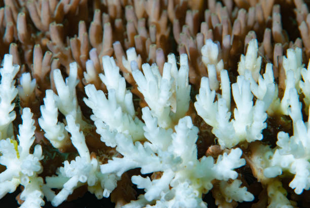 Coral Bleaching stock photo