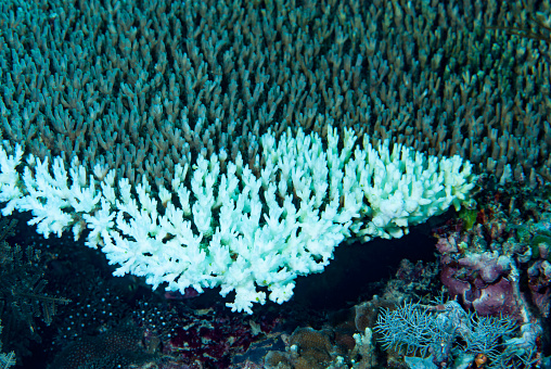 Coral bleaching occurs when corals expel their symbiotic algae, known as zooxanthellae, due to stress caused by factors such as high water temperatures, pollution, or ocean acidification. This leads to the corals losing their vibrant colors and becoming pale or white. Without the zooxanthellae, the corals are more vulnerable to disease and may ultimately die. Coral bleaching is a major concern for coral reefs around the world, as it can have a devastating impact on the entire marine ecosystem that relies on these important structures.