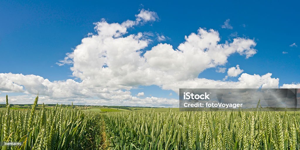 Big sky over orgánicos verde cultivo - Foto de stock de Agricultura libre de derechos