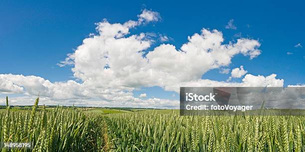 Big Sky Over Orgánicos Verde Cultivo Foto de stock y más banco de imágenes de Agricultura - Agricultura, Aire libre, Azul