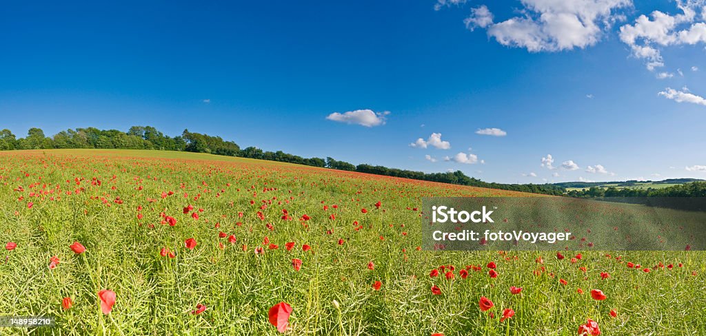 Coquelicots sauvages au biocarburant Culture field - Photo de Bleu libre de droits