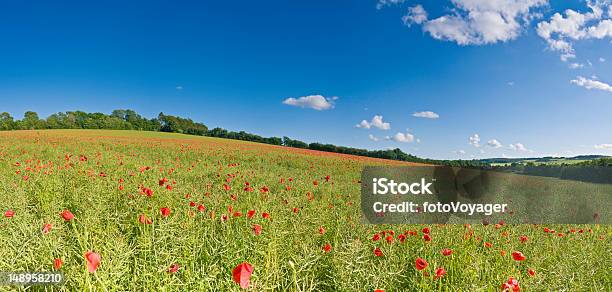 Дикая Poppies В Области Использования Биотоплива Укороченный Поле — стоковые фотографии и другие картинки Живописный