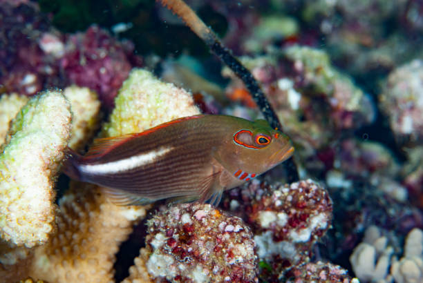 istock Arc-Eye Hawkfish Parracirrhites arcatus 1489582174