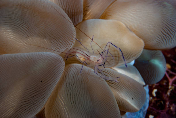 istock Bubble Coral Shrimp Vir philippinensis 1489582190