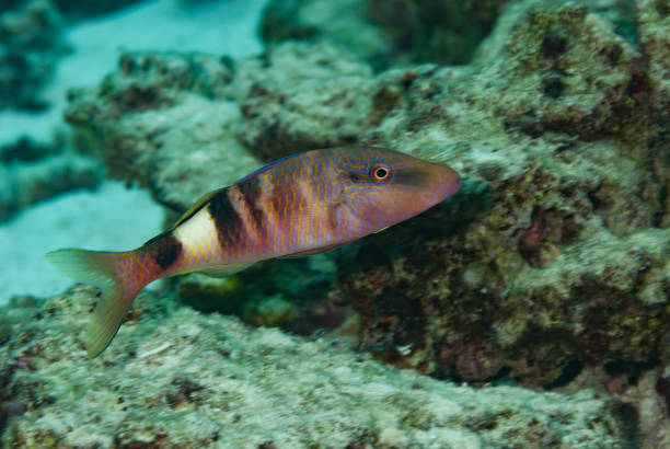 istock Banded Goatfish Parupeneus multifasciatus 1489582432