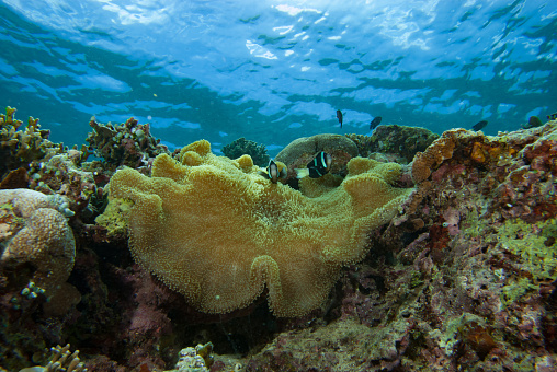 AnemoneFish lives in anemone.