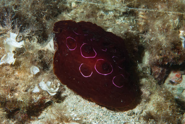 istock Pleurobranchus testudinarius Sea Slug 1489582477