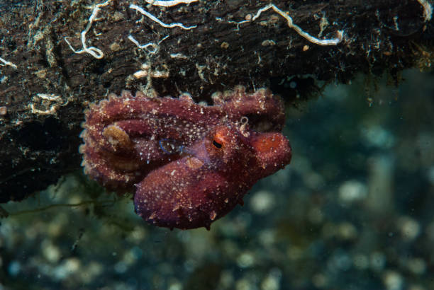 istock Mototi Octopus Octopus mototi 1489582527