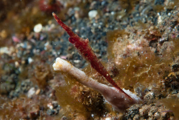 istock Ocellated tozeuma shrimp Tozeuma lanceolatum 1489582588