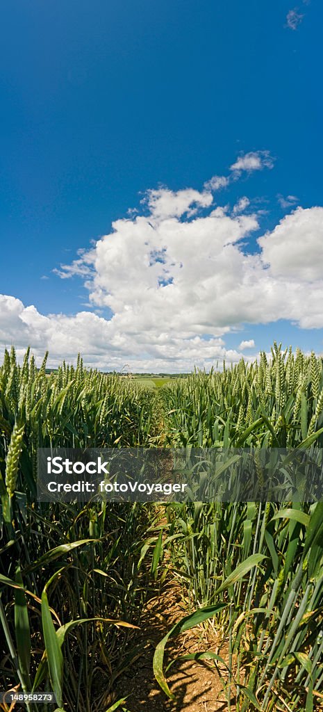 Органический зеленый Укороченный Большое Небо вертикальной - Стоковые фото Белый роялти-фри