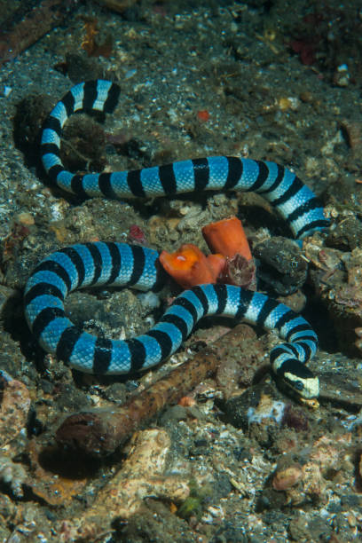 istock Banded Sea Krait Laticauda colubrina 1489582750