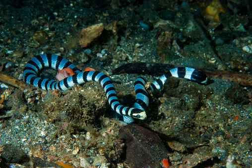 The banded sea krait (Laticauda colubrina), also known as the yellow-lipped sea krait, is a species of venomous sea snake found in tropical Indo-Pacific oceanic waters. The snake has distinctive black stripes and a yellow snout, with a paddle-like tail for use in swimming.

The banded sea krait is a small to medium-sized snake, with an average length of 75 cm (30 in) for males and 128 cm (50 in) for females. The body is cylindrical and slightly flattened, with a smooth, glossy scales. The head is small and triangular, with a short snout. The eyes are large and have round pupils. The upper body is blue-gray or gray, with 20 to 65 black bands. The ventral surface is lighter in color, with a yellow or white belly. The tail is paddle-shaped and is used for swimming.

The banded sea krait is a venomous snake, with a neurotoxic venom that can be fatal to humans. The venom is produced in the venom glands located in the upper jaw. The snake strikes by biting with its sharp fangs, which are located in the front of the mouth. The venom is injected into the victim through a small hole in the fangs.

The banded sea krait is an ambush predator, and it typically preys on eels and small fish. The snake will swim close to the bottom of the water, and it will strike when its prey is within reach. The snake will then swallow its prey whole.

The banded sea krait is a marine snake, and it spends most of its life in the water. However, it will come onto land to bask in the sun and to lay its eggs. The snake lays its eggs in a clutch of 6 to 20 eggs. The eggs hatch after about 2 months.

The banded sea krait is a venomous snake, but it is not aggressive. The snake will only bite if it feels threatened. If you are bitten by a banded sea krait, it is important to seek medical attention immediately.