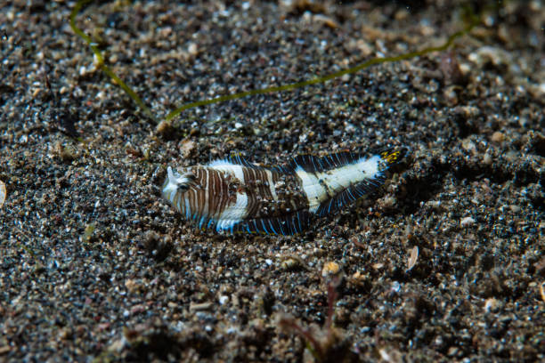 istock Zebra sole Zebrias zebrinus 1489582780