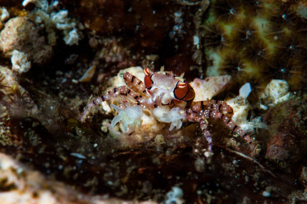 istock Boxer Crab Lybia tessellata 1489582894