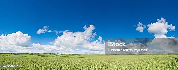 Vibrante Colheita Campos Big Sky Fundo - Fotografias de stock e mais imagens de Campo agrícola - Campo agrícola, Espiga de trigo, Agricultura