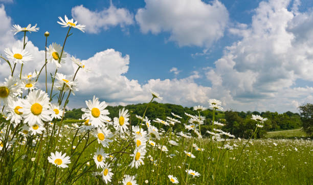 daisy prato estate pastorale - chamomile flower field chamomile plant foto e immagini stock