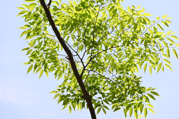 istock Japanese zelkova ( Zelkova serrata ) tree and fresh green leaves. 1489583924
