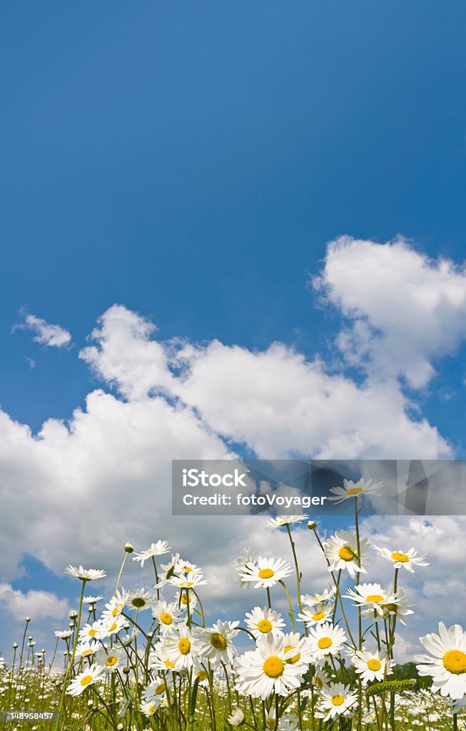 Crazy daisies gran cielo de verano - Foto de stock de Campo - Tierra cultivada libre de derechos