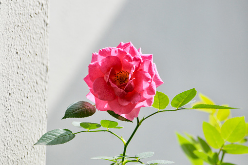 Pink Cecile Brunner Rose flower