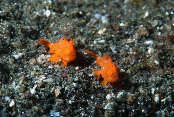 istock Painted frogfish Antennarius pictus 1489587007