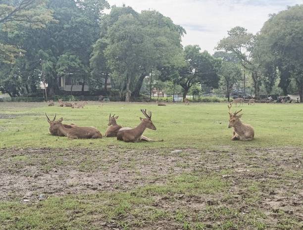 istock deer sitting in the field 1489589720