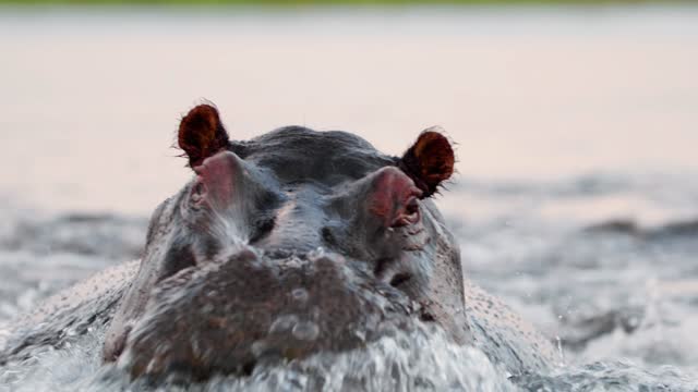 Close up of head and face of a hippopotamus hippo in a river. Botswana, South Africa