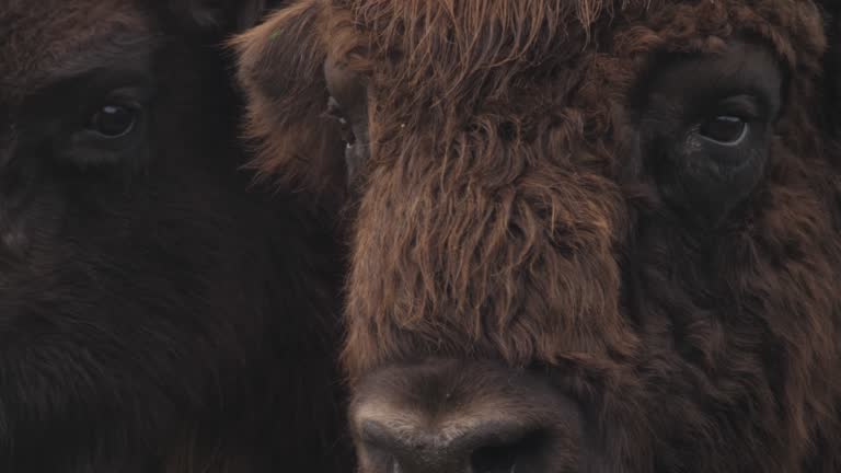 Bison in spring forest