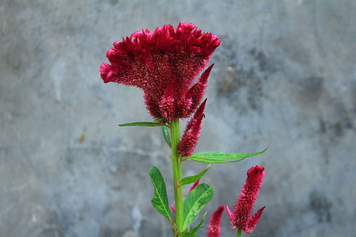 Red Cockscomb Celosia.Celosia argentea var. cristata (formerly Celosia cristata), known as cockscomb.