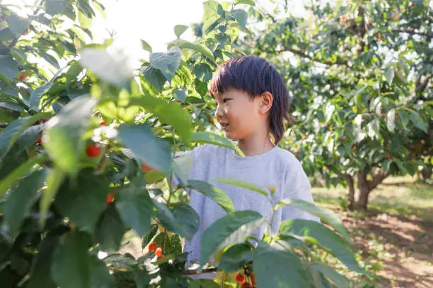 one boy is picking cherries in a cherry orchard