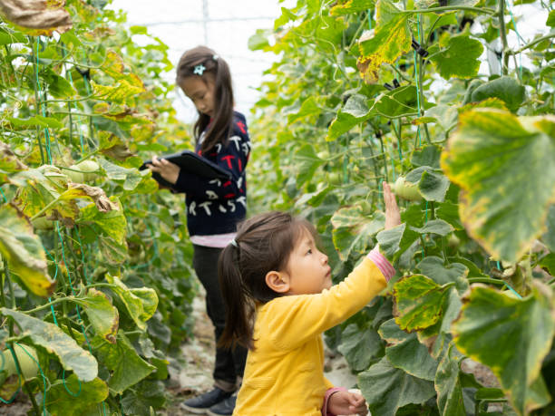 istock Children observe the growth process of melons 1489594679