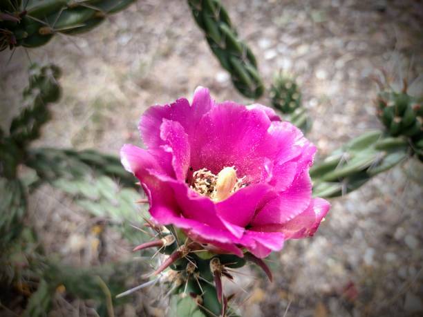 istock Brilliant magenta colored bloom on a Big Bend Texas cactus 1489594965