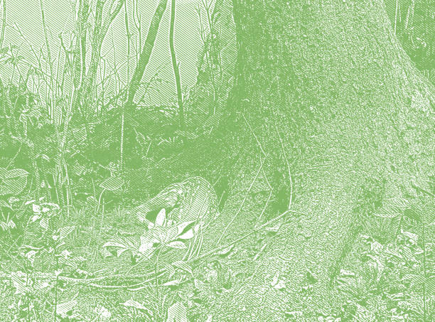 Fawn - Young Deer sleeping under tree in forest