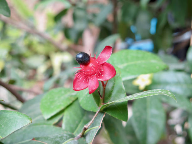 istock Ochna serrulata, bird's eye bush, Mickey mouse plant or Mickey Mouse bush. 1489596135