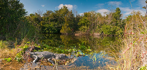 Color image of an aligator in Florida with its mouth open.