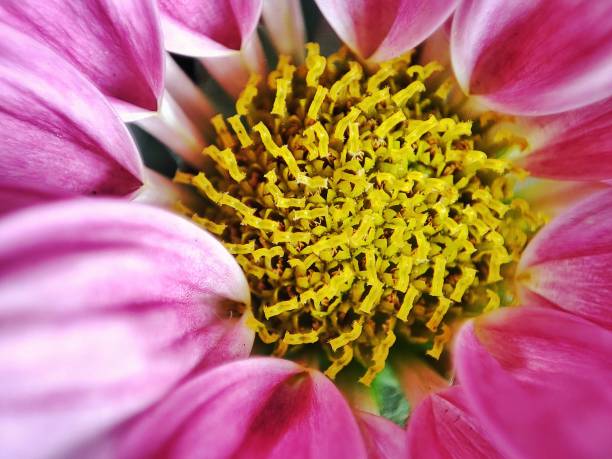A beautiful and lovely pink flower