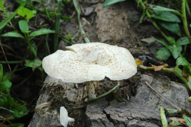 istock Wood mushrooms thrive on dry wood 1489601039