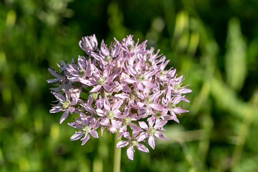 Allium ampeloprasum, commonly known as wild leek or broadleaf wild leek, is a biennial plant in the onion genus Allium. It is native to southern Europe to western Asia, but it is cultivated in many other places and has become naturalized in many countries.\n\nWild leek is a tall plant, growing up to 2 meters tall. It has a thick, fleshy stem and broad, flat leaves. The leaves are arranged in a basal rosette, with the upper leaves becoming smaller and more numerous. The flowers are white or pale purple, and they are borne in a large umbel.\n\nWild leek is a hardy plant that can tolerate a wide range of soils and conditions. It is best grown in full sun, but it can tolerate partial shade. Wild leek is a relatively easy plant to care for, and it does not require much fertilizer or water.\n\nWild leek is a versatile plant that can be used in a variety of ways. The leaves can be eaten raw or cooked, and they have a mild onion flavor. The flowers can be used to make a fragrant tea, and the bulbs can be pickled or roasted. Wild leek is also a good source of vitamins A and C.\n\nWild leek is a native plant that has been used for centuries for its culinary and medicinal properties. It is a safe and healthy plant that can be enjoyed by people of all ages.