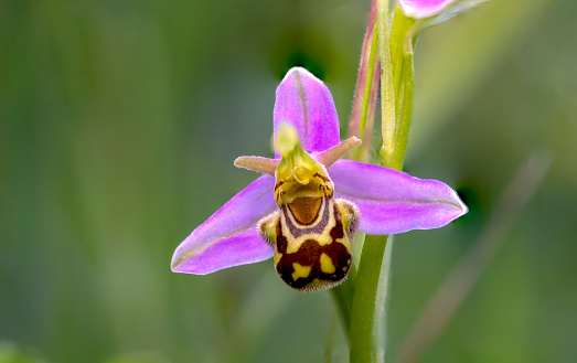 Ophrys apifera, known as the bee orchid, is a perennial herbaceous plant of the family Orchidaceae. It is native to Europe, Asia Minor, and North Africa. The plant grows to a height of 10-30 cm and has a rosette of leaves at the base of the stem. The stem bears a single flower, or sometimes two or three flowers. The flower is pink or purple with a yellow lip. The lip is shaped like a female bee, and the flower emits a scent that attracts male bees. When a male bee lands on the flower, it attempts to mate with the lip, which results in the transfer of pollen from the male bee to the flower.\n\nThe bee orchid is an example of a sexually deceptive orchid. These orchids mimic the appearance of other organisms, such as insects, in order to attract pollinators. In the case of the bee orchid, the flower mimics the appearance of a female bee. This attracts male bees, which attempt to mate with the flower. In the process, they transfer pollen from one flower to another, which helps to pollinate the plant.\n\nThe bee orchid is a threatened species in some parts of its range. The main threats to the plant are habitat loss and over-collection. The plant is also threatened by climate change, as it is a cold-adapted species.